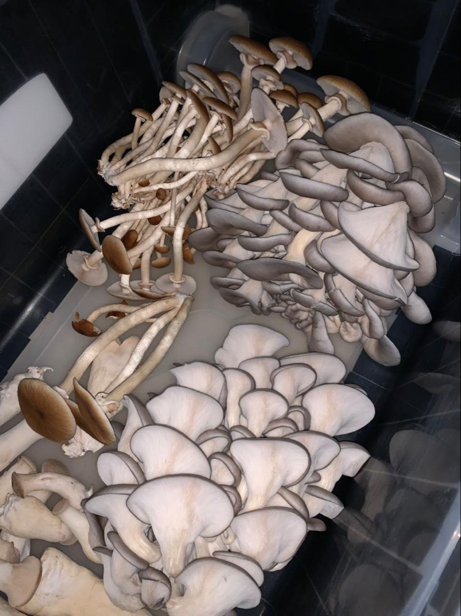 Albino Avery Side View