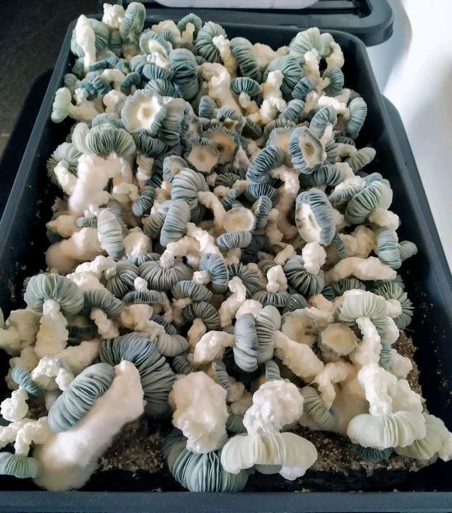 Albino Avery - Main Image